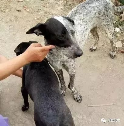 你永远不知道一只漂泊狗，为了有个家有多努力！-3.jpeg