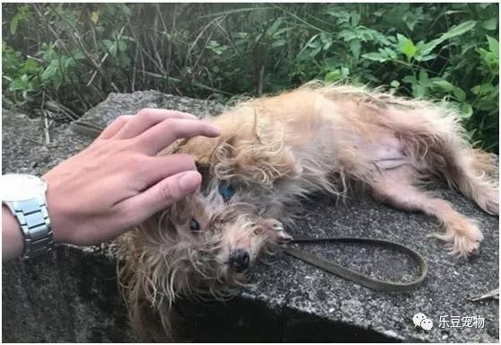 偶遇一只咬着牵引绳，寻找主人的漂泊土狗，它多半是被扔掉的……-2.jpeg