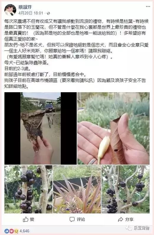 你永远不知道一只漂泊狗，为了有个家有多努力！-4.jpeg