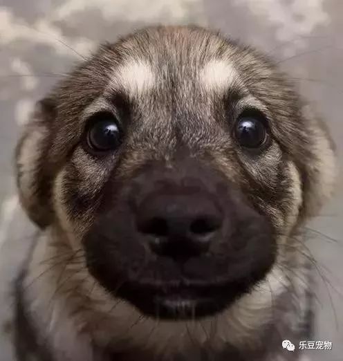 你永远不知道一只漂泊狗，为了有个家有多努力！-5.jpeg