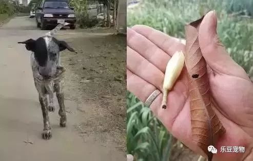 你永远不知道一只漂泊狗，为了有个家有多努力！-2.jpeg
