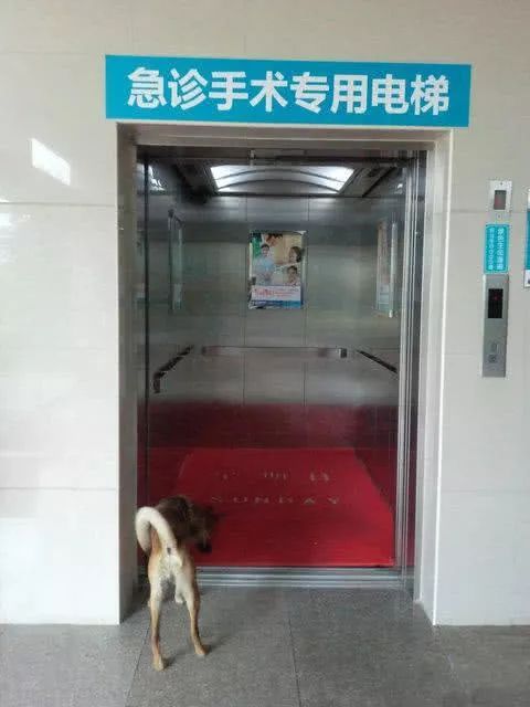 忠实土狗守护电梯一月，只为等待喂了它三天食物的“主人”！-2.jpeg