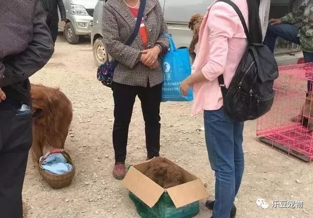 老奶奶卖狗原则，不单卖，得全要：不想它们兄妹分开！-2.jpeg