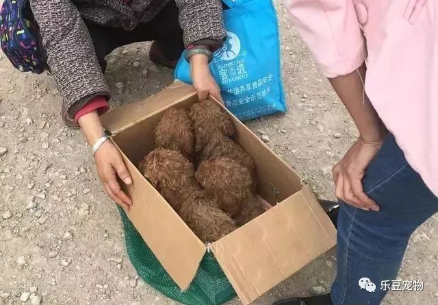 老奶奶卖狗原则，不单卖，得全要：不想它们兄妹分开！-4.jpeg