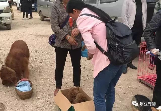 老奶奶卖狗原则，不单卖，得全要：不想它们兄妹分开！-3.jpeg