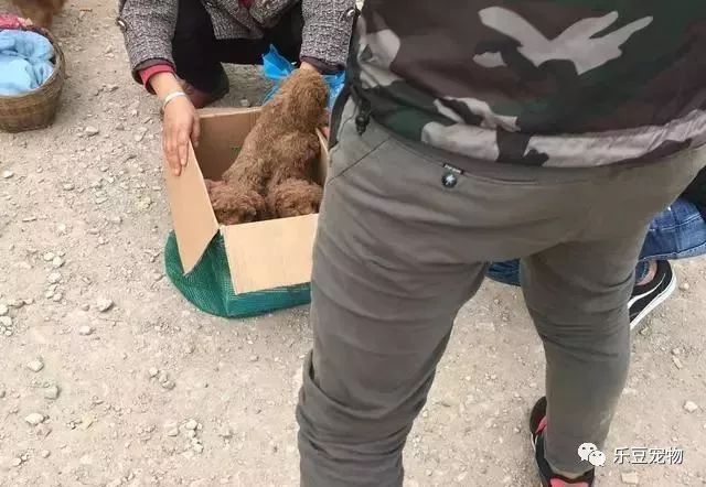 老奶奶卖狗原则，不单卖，得全要：不想它们兄妹分开！-6.jpeg