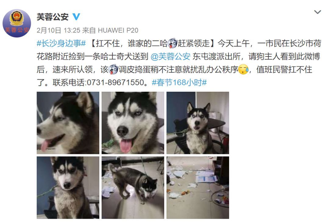 民警收留走失二哈，成果这货拆了派出所，值班民警：想报警...-5.jpeg
