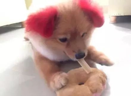 把狗狗染成了粉红色， 可几天后，耳朵掉了...-6.jpeg