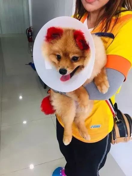 把狗狗染成了粉红色， 可几天后，耳朵掉了...-5.jpeg
