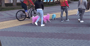把狗狗染成了粉红色， 可几天后，耳朵掉了...-8.gif