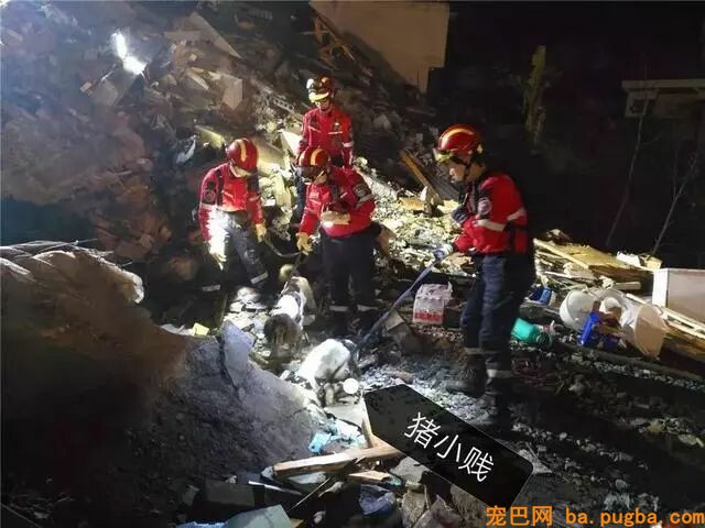 搜救犬救灾时身中剧毒，但它仍坚持完成了最后一次救援……-2.jpeg