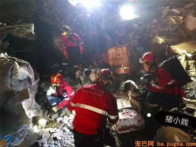 搜救犬救灾时身中剧毒，但它仍坚持完成了最后一次救援……-3.jpeg