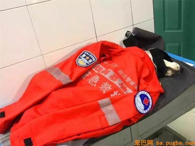 搜救犬救灾时身中剧毒，但它仍坚持完成了最后一次救援……-5.jpeg