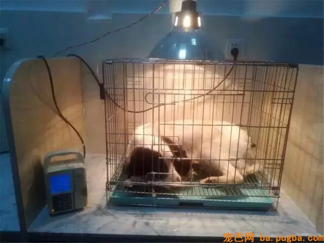 搜救犬救灾时身中剧毒，但它仍坚持完成了最后一次救援……-4.jpeg