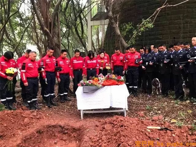 搜救犬救灾时身中剧毒，但它仍坚持完成了最后一次救援……-7.jpeg