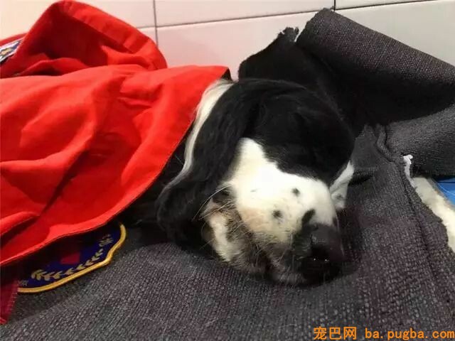 搜救犬救灾时身中剧毒，但它仍坚持完成了最后一次救援……-6.jpeg