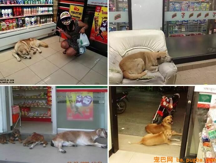 为了让更多人承受漂泊狗，泰国政府想出了这样一个法子！-8.jpeg