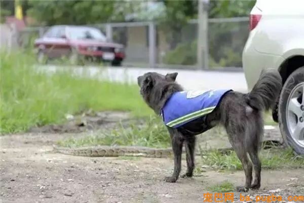 为了让更多人承受漂泊狗，泰国政府想出了这样一个法子！-10.jpeg