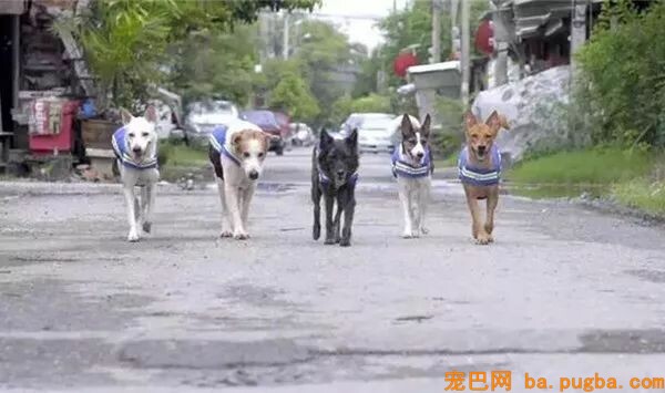 为了让更多人承受漂泊狗，泰国政府想出了这样一个法子！-13.jpeg