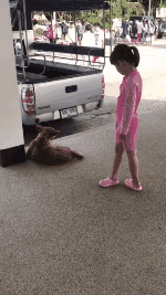 为了让更多人承受漂泊狗，泰国政府想出了这样一个法子！-14.gif