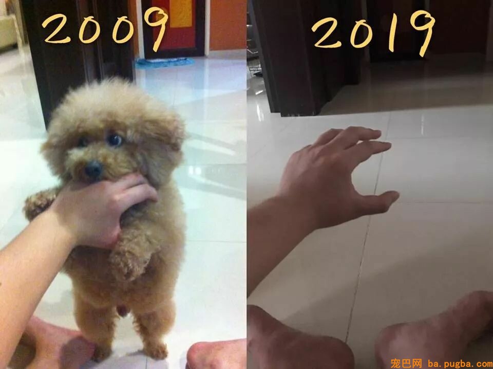偶尔在街景地图上看到本人的狗狗，主人泪崩：你在天堂还好吗…-1.jpeg