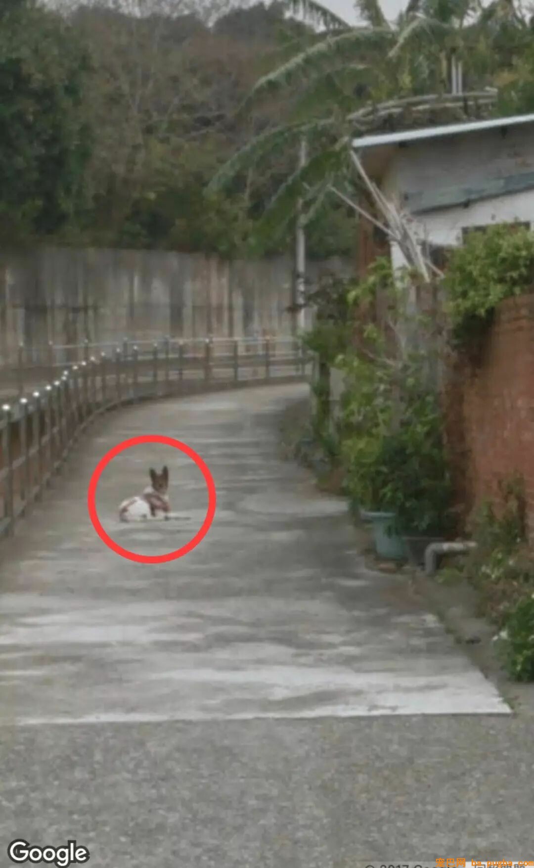 偶尔在街景地图上看到本人的狗狗，主人泪崩：你在天堂还好吗…-3.jpeg