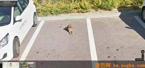 偶尔在街景地图上看到本人的狗狗，主人泪崩：你在天堂还好吗…-6.jpeg