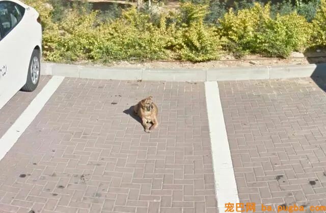 偶尔在街景地图上看到本人的狗狗，主人泪崩：你在天堂还好吗…-7.jpeg
