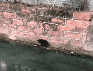 暖心！怀孕狗妈妈被困河中，小哥跳入冰凉河水中救助！-1.gif