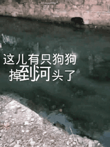 暖心！怀孕狗妈妈被困河中，小哥跳入冰凉河水中救助！-2.gif