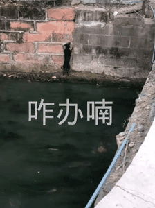 暖心！怀孕狗妈妈被困河中，小哥跳入冰凉河水中救助！-3.gif