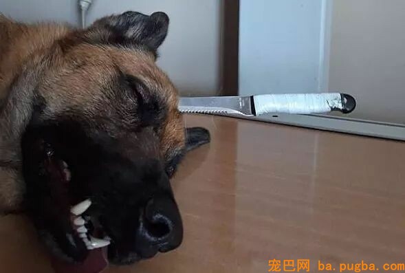 遛狗时遭遇暴徒，为救主人狗狗头顶被插进一刀！-2.jpeg