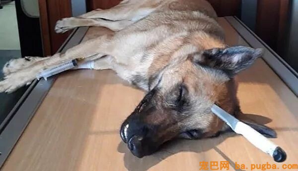 遛狗时遭遇暴徒，为救主人狗狗头顶被插进一刀！-3.jpeg