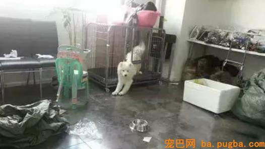 二哈是拆迁队长？怕是你没养过萨摩吧……-6.jpeg
