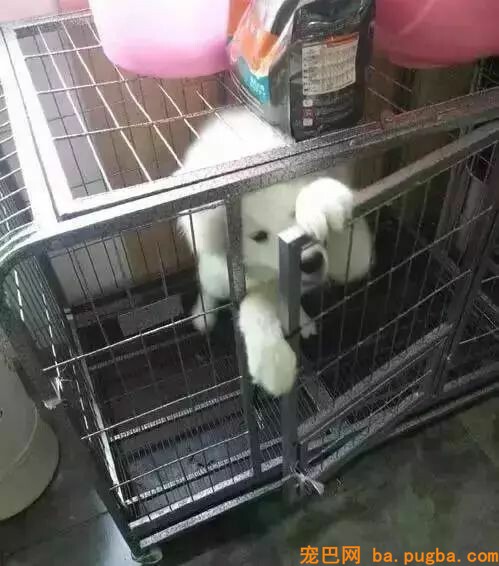 二哈是拆迁队长？怕是你没养过萨摩吧……-7.jpeg