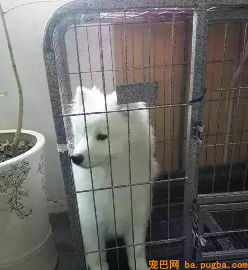 二哈是拆迁队长？怕是你没养过萨摩吧……-8.jpeg