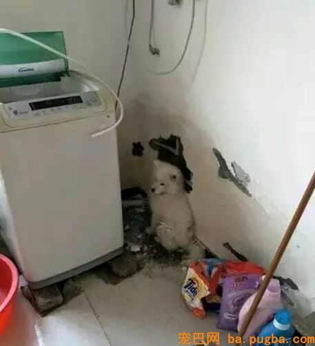 二哈是拆迁队长？怕是你没养过萨摩吧……-2.jpeg