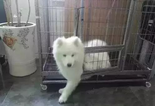 二哈是拆迁队长？怕是你没养过萨摩吧……-5.jpeg