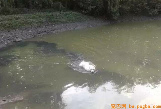 二哈是拆迁队长？怕是你没养过萨摩吧……-11.jpeg