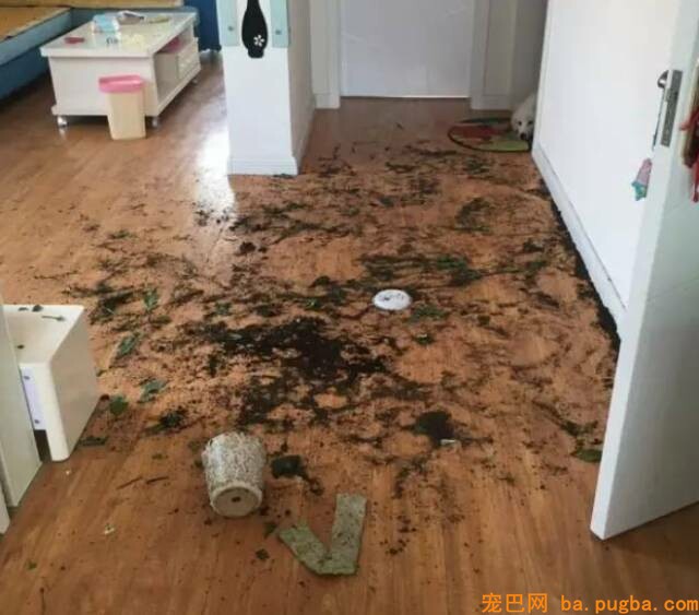 二哈是拆迁队长？怕是你没养过萨摩吧……-13.jpeg