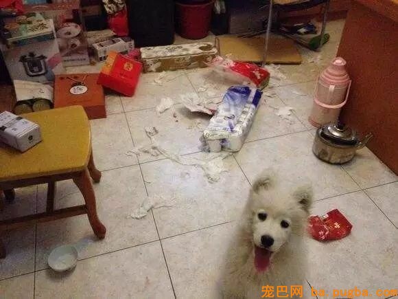 二哈是拆迁队长？怕是你没养过萨摩吧……-19.jpeg