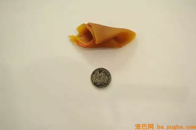 二哈是拆迁队长？怕是你没养过萨摩吧……-26.jpeg