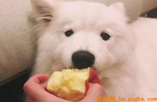 狗狗偷吃巧克力蛋糕后身亡，医生却说致命的不是巧克力！-11.jpeg