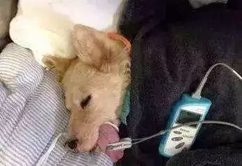 狗狗偷吃巧克力蛋糕后身亡，医生却说致命的不是巧克力！-7.jpeg