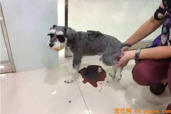 狗狗偷吃巧克力蛋糕后身亡，医生却说致命的不是巧克力！-12.jpeg