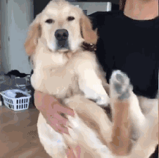 狗狗小时候不要总抱它，不然它会以为本人是长在你身上的！-4.gif