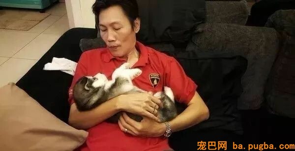 狗狗小时候不要总抱它，不然它会以为本人是长在你身上的！-1.jpeg