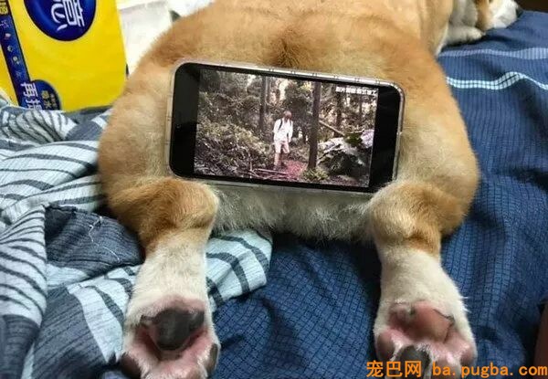 除了能欣赏外，柯基的屁屁竟然还有一个意想不到的用处...-2.jpeg