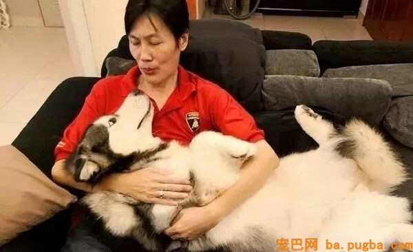 狗狗小时候不要总抱它，不然它会以为本人是长在你身上的！-2.jpeg