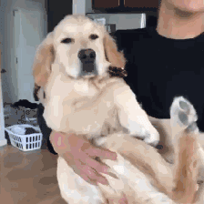 狗狗小时候不要总抱它，不然它会以为本人是长在你身上的！-5.gif